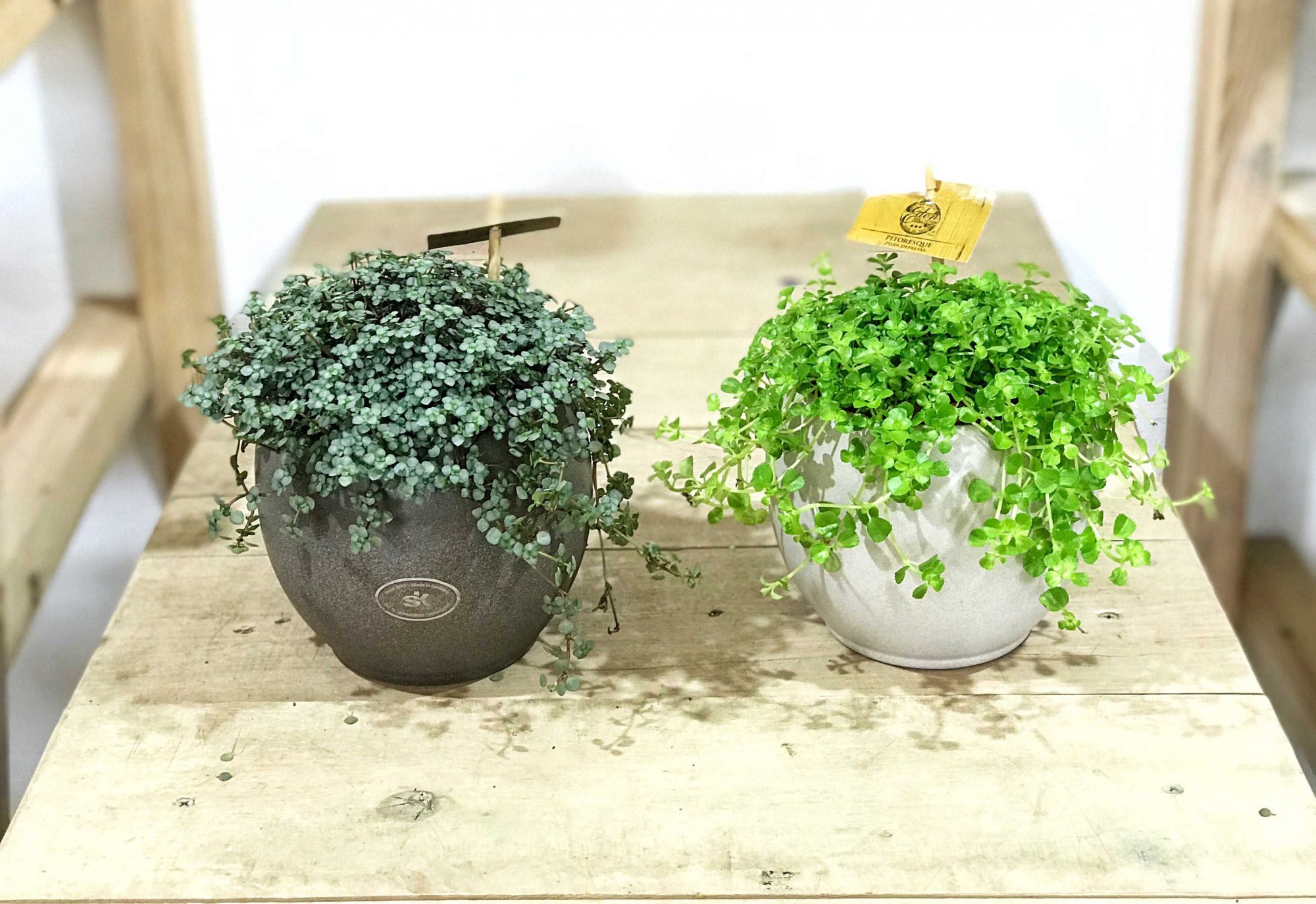 Pilea Интернет Магазин Растений