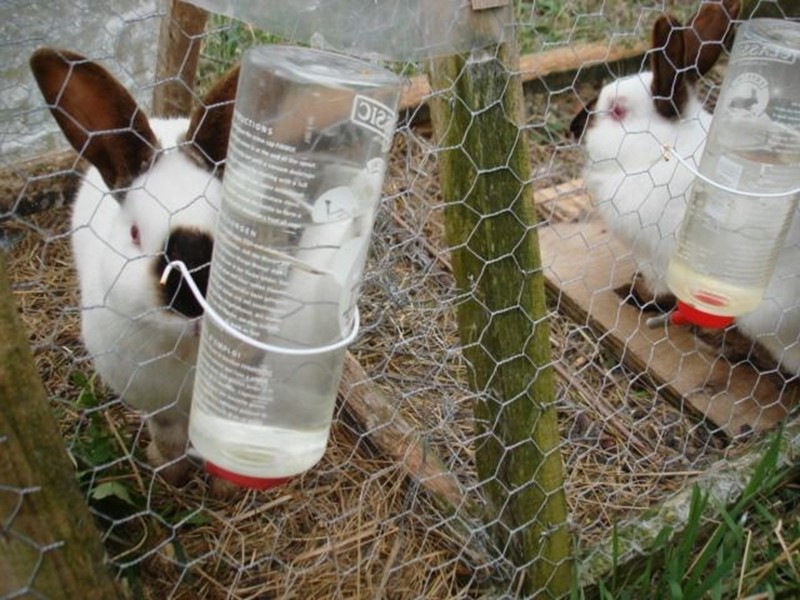 Особенности строительства и обустройства клеток для кроликов своими руками